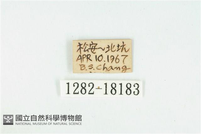 臺灣玄灰蝶藏品圖，第3張
