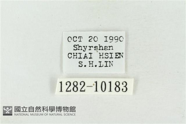 淡紅線波紋蛾藏品圖，第3張