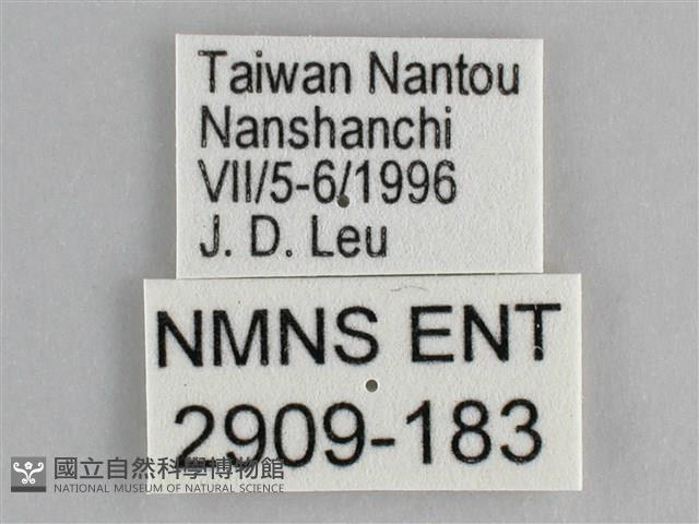 鋸粉蝶藏品圖，第3張