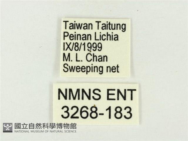 白雅波灰蝶藏品圖，第3張