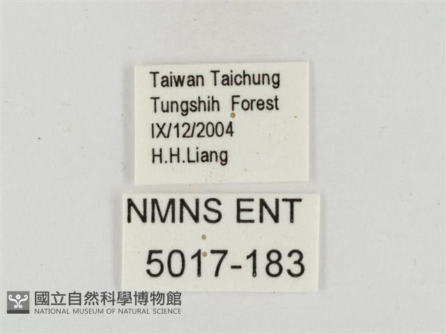 鐵色絨弄蝶藏品圖，第3張