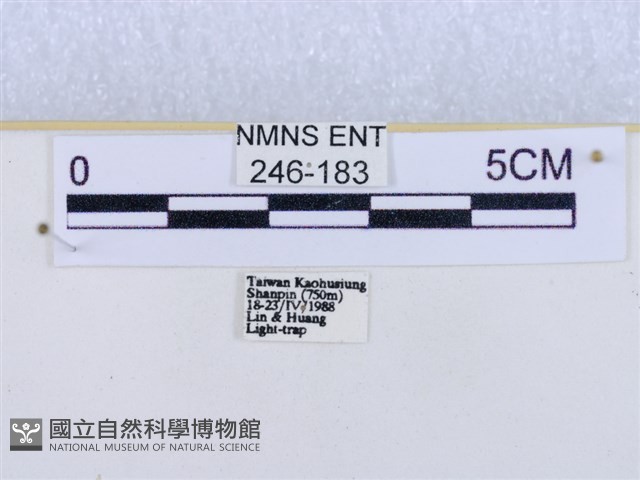 閃光苔蛾藏品圖，第3張