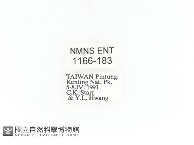 金艷騷金龜藏品圖，第2張