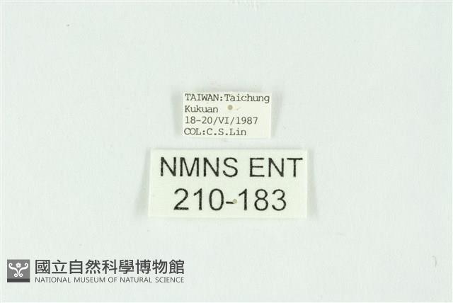 白斑散紋夜蛾藏品圖，第3張