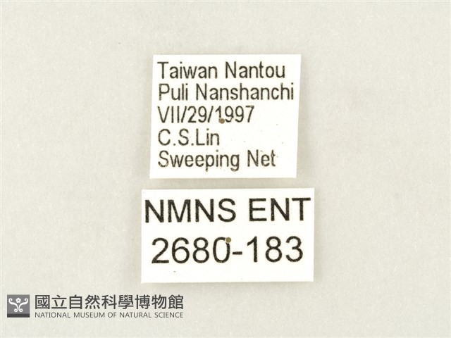白圈線蛺蝶藏品圖，第3張