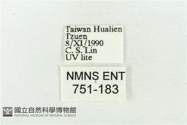 寬帶波紋蛾藏品圖，第3張
