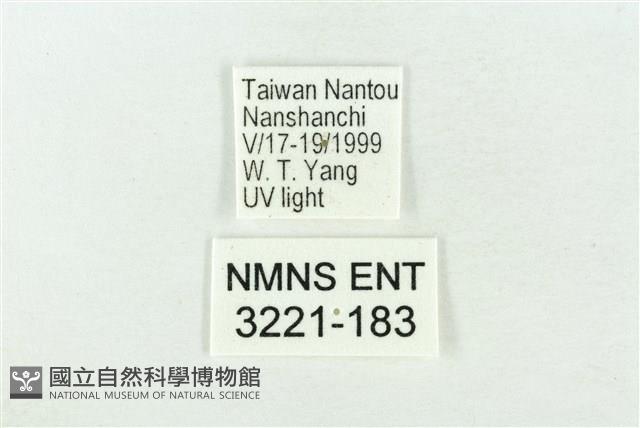 臺灣銀斑異波紋蛾藏品圖，第3張