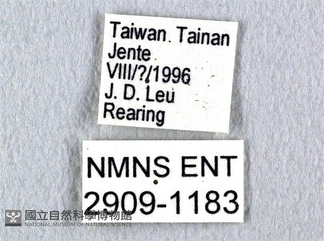 花鳳蝶、無尾鳳蝶藏品圖，第3張