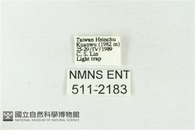 棍棒污燈蛾藏品圖，第3張