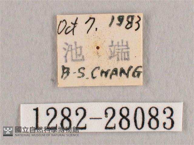 鉛斑帶鉤蛾藏品圖，第3張