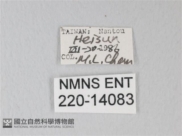 臺灣卵翅蛾藏品圖，第3張