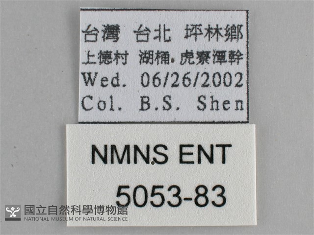 藍紋鋸眼蝶藏品圖，第3張