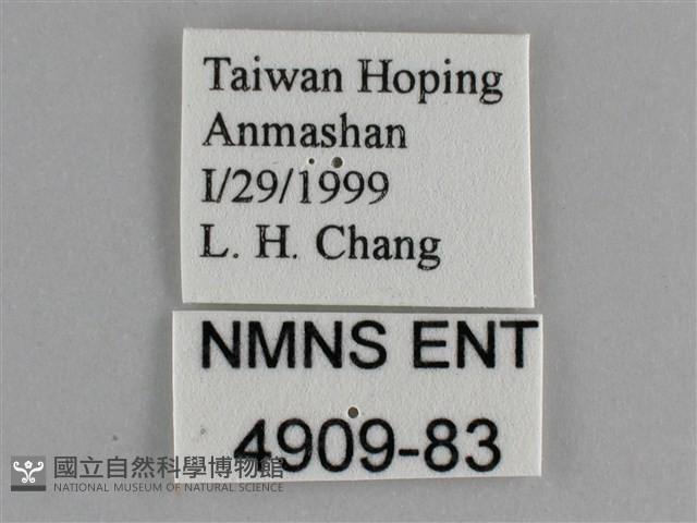 金鎧蛺蝶藏品圖，第3張