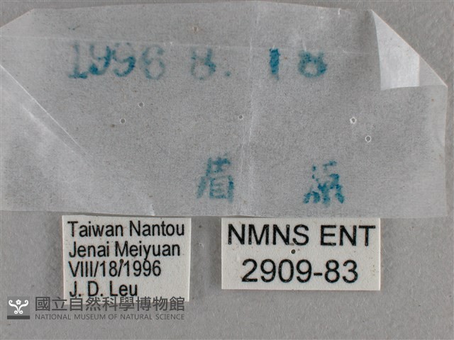 圓翅絨弄蝶藏品圖，第3張
