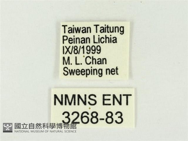 白雅波灰蝶藏品圖，第3張