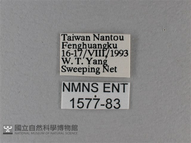 異紋帶蛺蝶藏品圖，第3張
