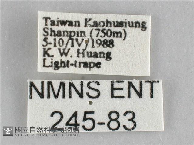 橙擬燈蛾藏品圖，第3張