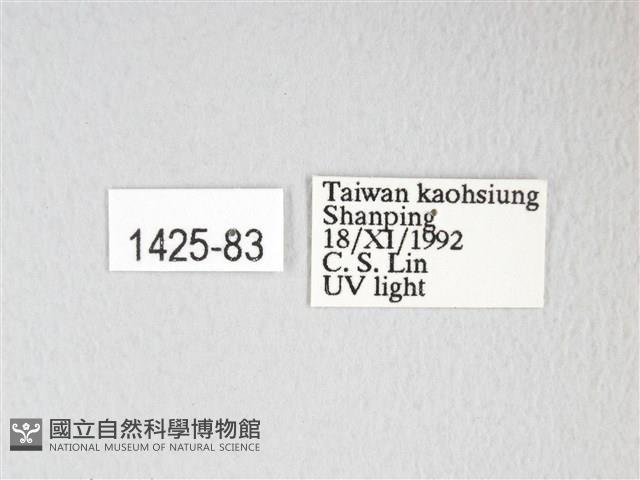 黃豹天蠶蛾藏品圖，第3張