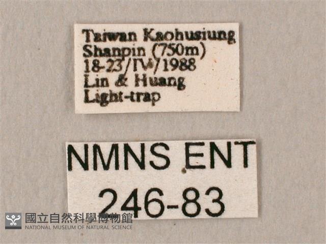 斜帶天蛾藏品圖，第3張