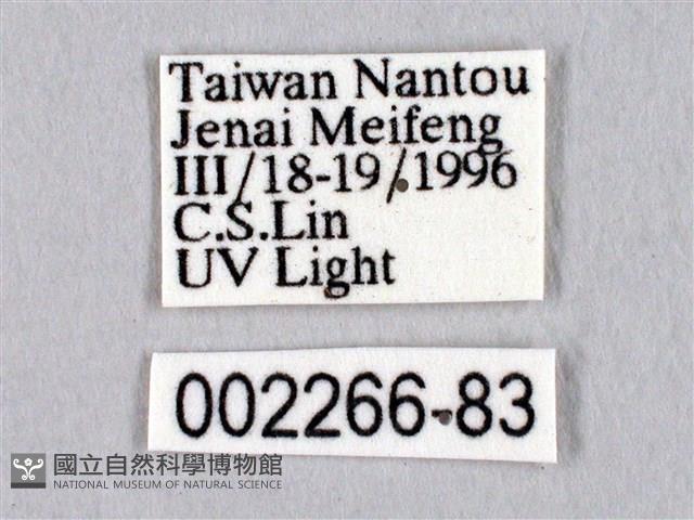 黑胸帶蛾藏品圖，第3張