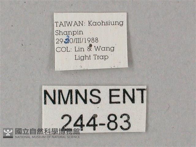 雙斑白肩天蛾藏品圖，第3張