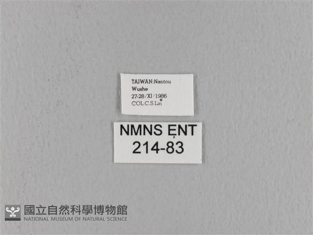 波紋枯葉蛾藏品圖，第3張