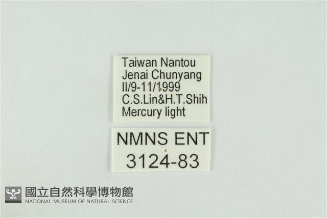 黑翅黃毒蛾藏品圖，第3張