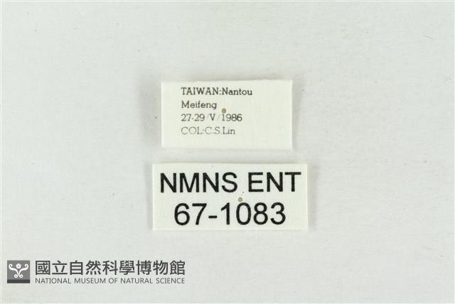 印華波紋蛾藏品圖，第3張