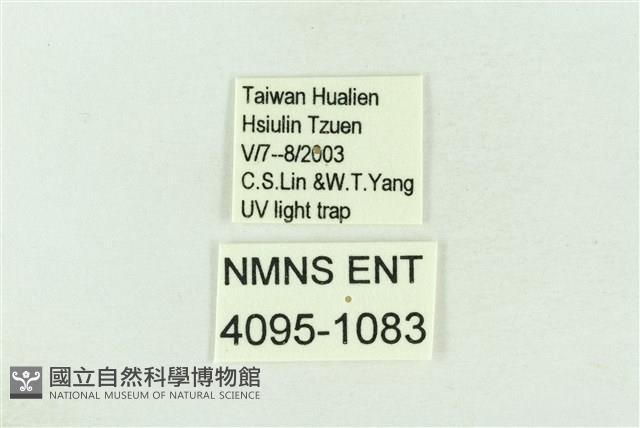 棍棒污燈蛾藏品圖，第3張