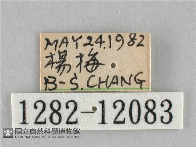 橙帶藍尺蛾藏品圖，第3張