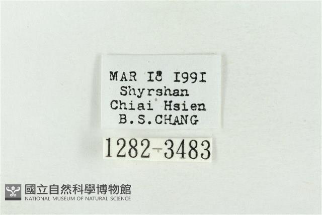 連珠波紋蛾藏品圖，第3張