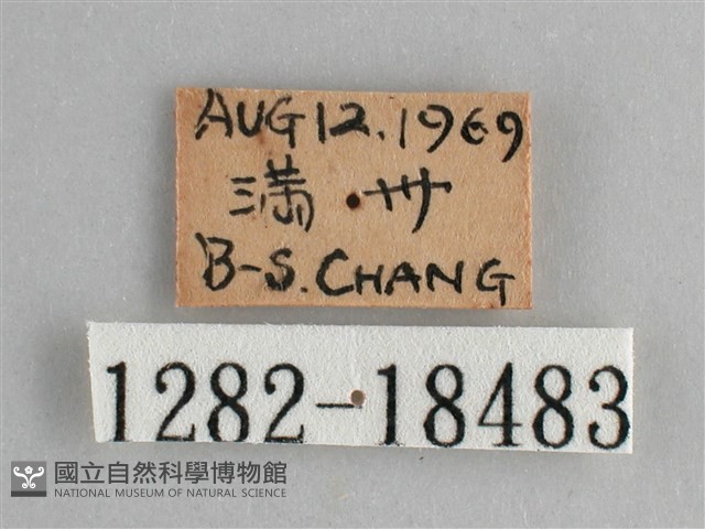 鱗紋眼蛺蝶藏品圖，第3張