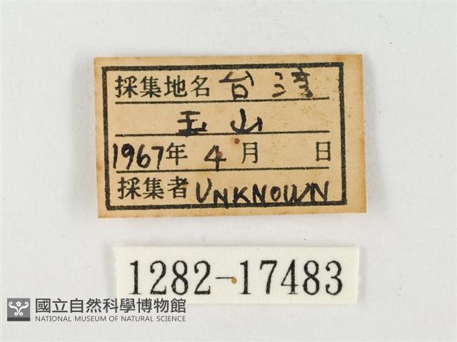 紋黃粉蝶藏品圖，第3張