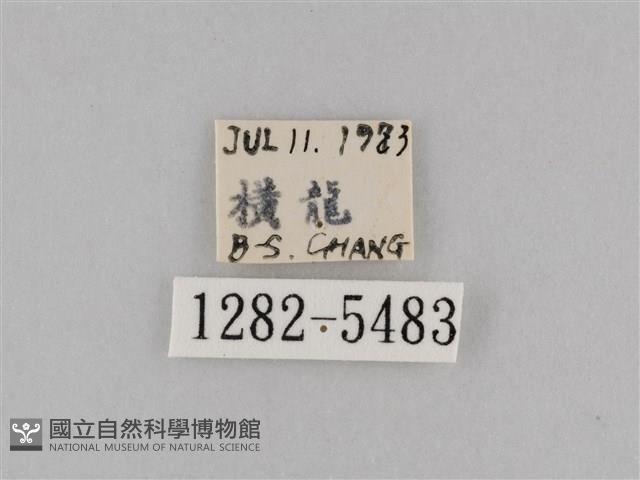 斜紋夜盜蛾藏品圖，第3張