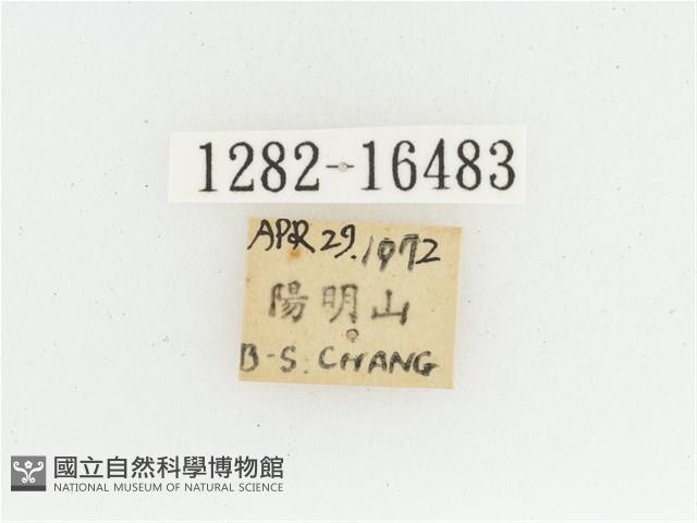 黃肩長腳花金龜藏品圖，第2張