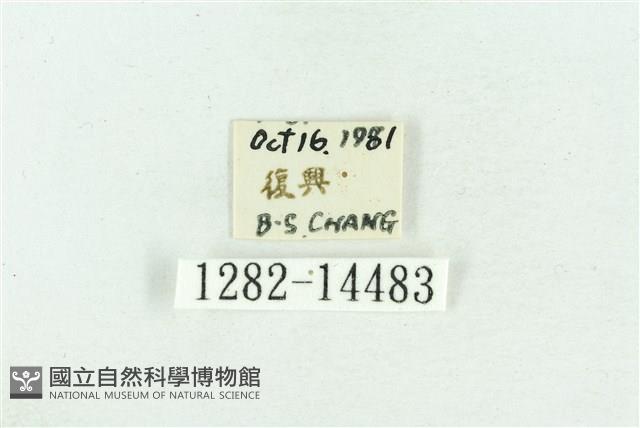 粉紅帶散紋夜蛾藏品圖，第3張