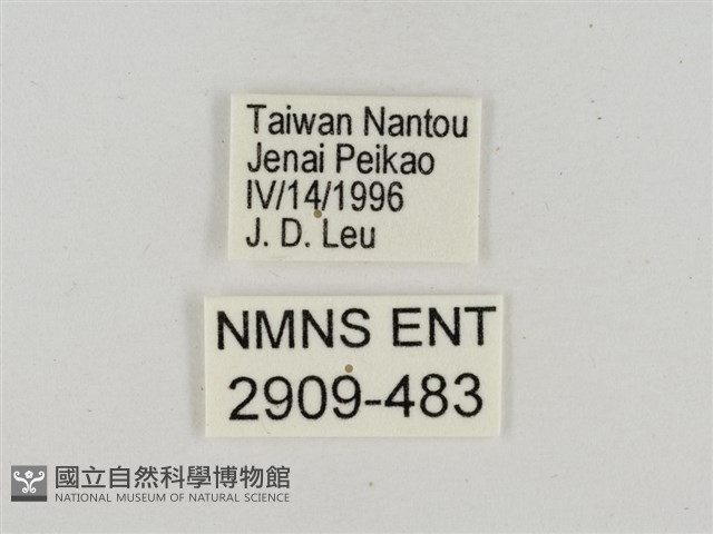 淡褐脈粉蝶藏品圖，第3張