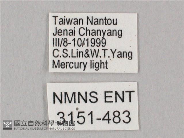 栗六點天蛾藏品圖，第3張