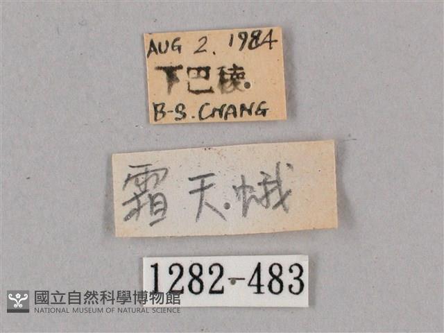 細斜紋霜天蛾藏品圖，第3張