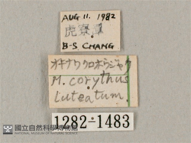 平帶長喙天蛾藏品圖，第3張