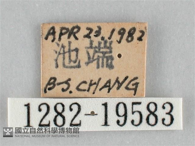 扭擬燈蛾藏品圖，第3張