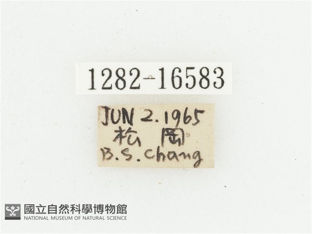 叉斑陷紋金龜藏品圖，第2張