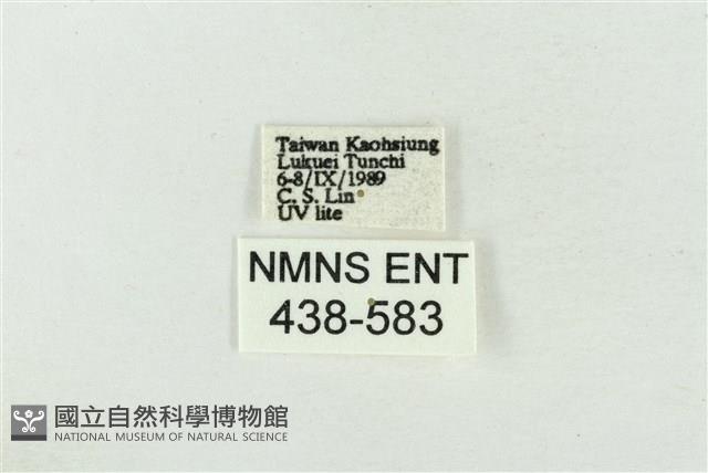 臺洒波紋蛾藏品圖，第3張