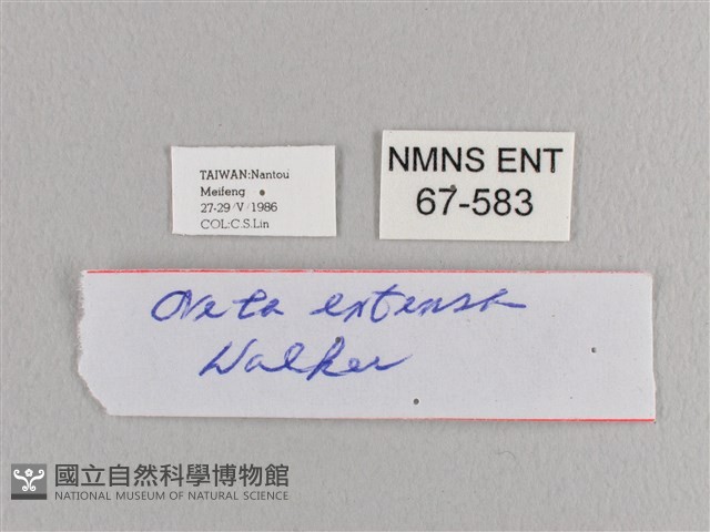 銀端帶鉤蛾藏品圖，第3張