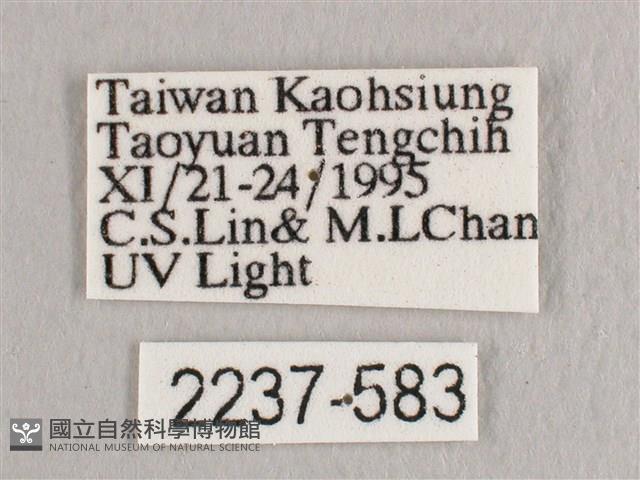 彎黑黃鉤蛾藏品圖，第3張