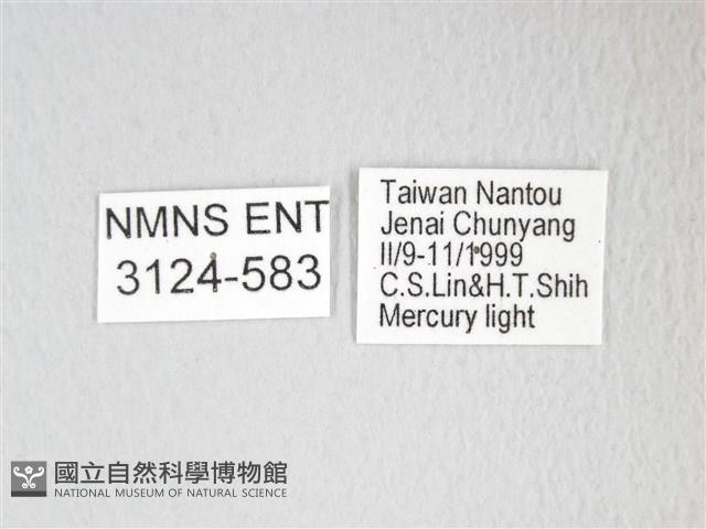 圓翅大鉤蛾藏品圖，第3張