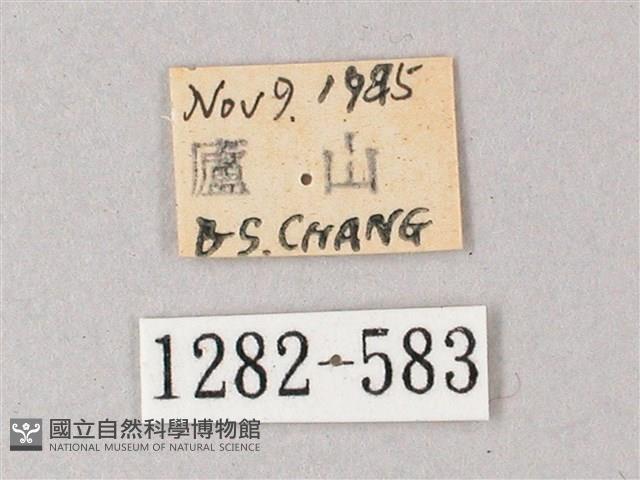 臺灣白肩天蛾藏品圖，第3張