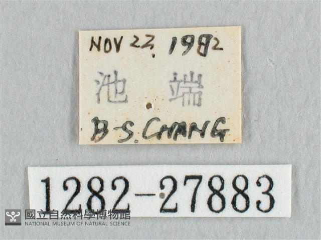 鉛斑帶鉤蛾藏品圖，第3張