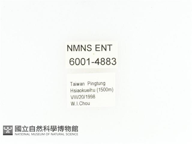 小扇角金龜藏品圖，第2張