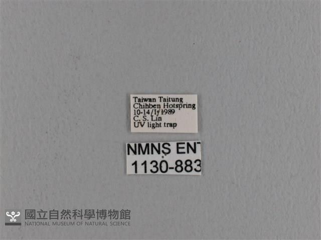 波紋枯葉蛾藏品圖，第3張